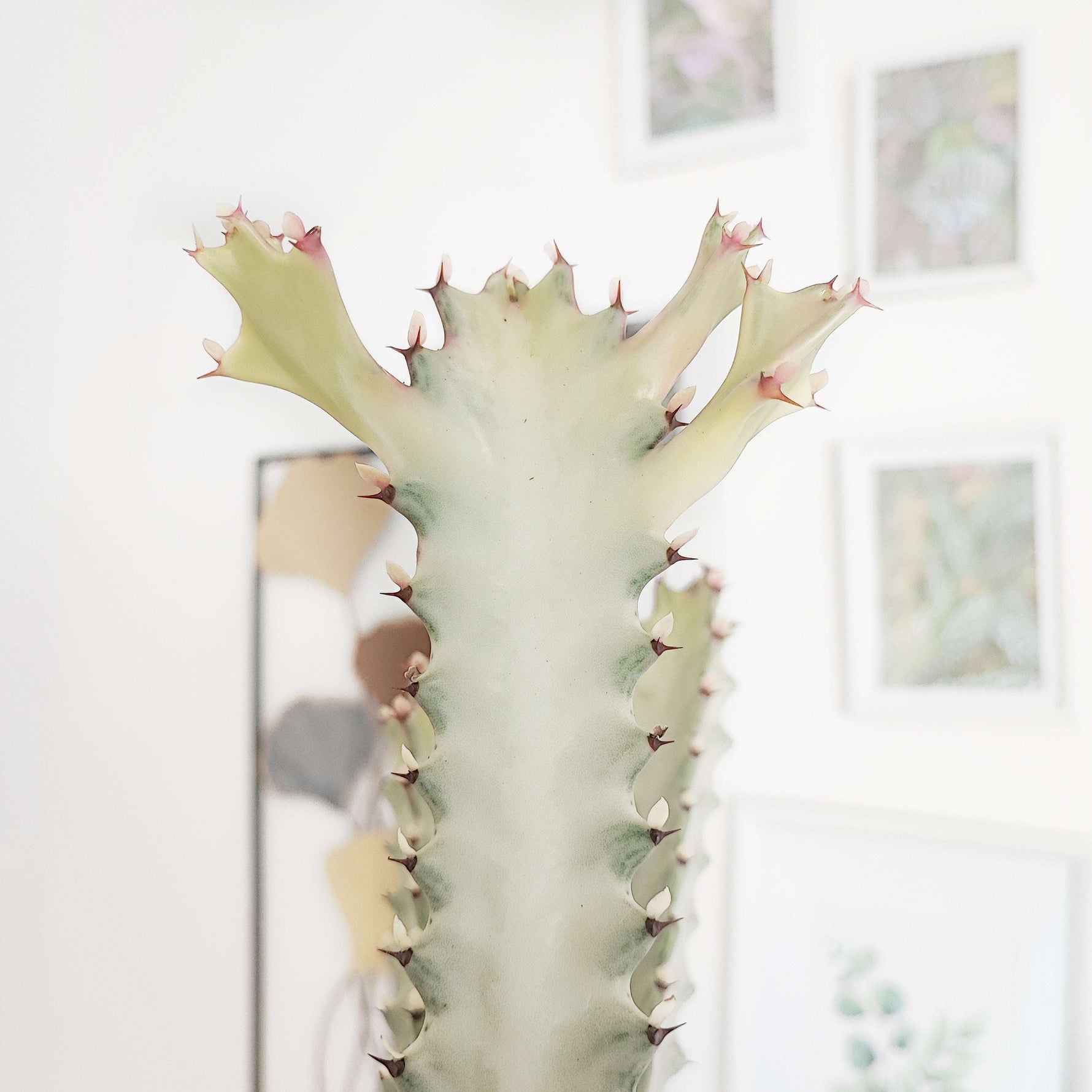 Euphorbia Lactea GHOST plante entière monjungle