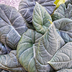 Alocasia Maharani monjungle