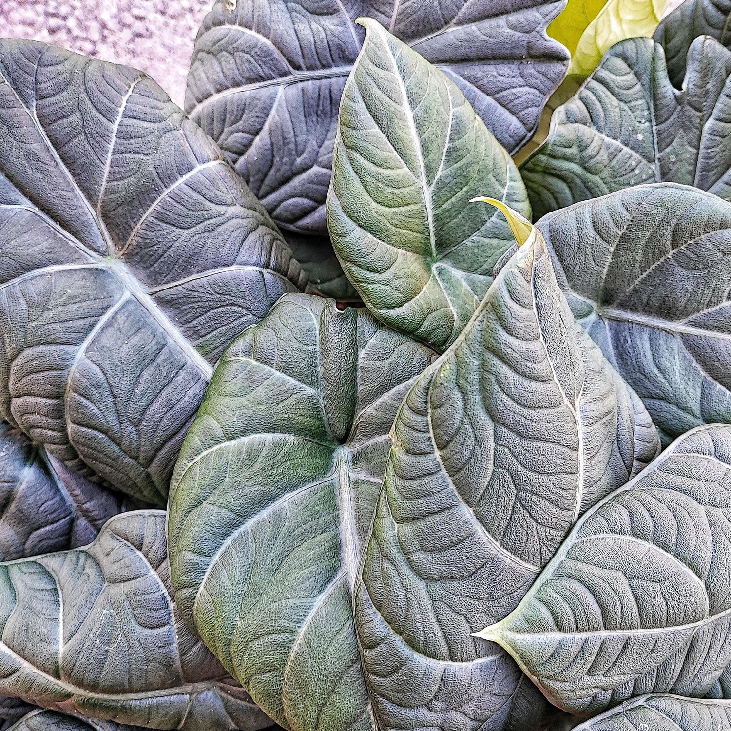 Alocasia Maharani monjungle