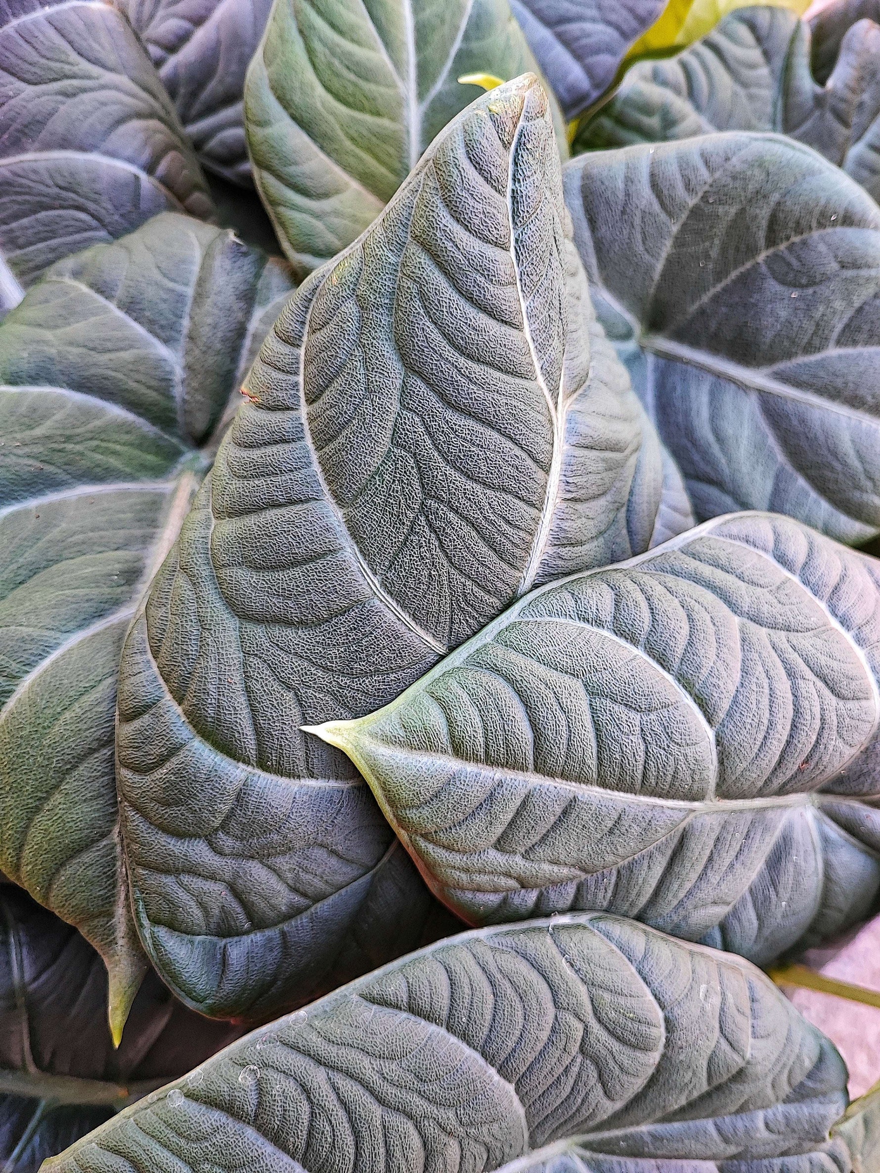 Alocasia Maharani monjungle