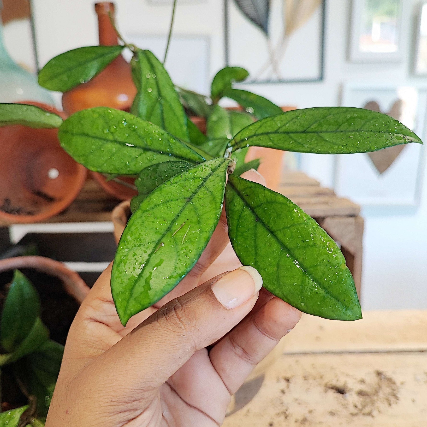Hoya crassipetiolata monjungle