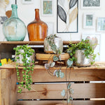 Lot de trois Strings of heart variegated, Strings of turtles et Strings of pearls monjungle
