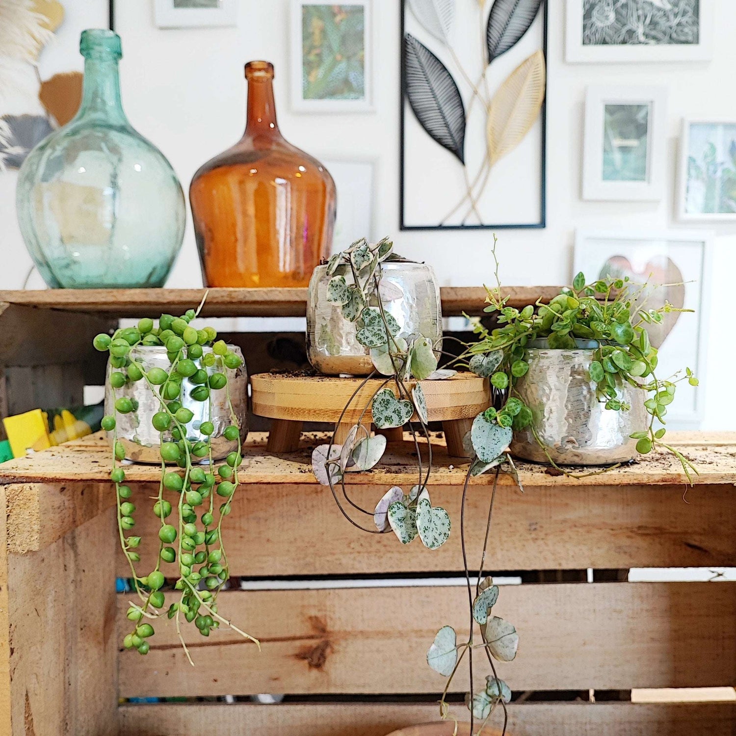 Lot de trois Strings of heart variegated, Strings of turtles et Strings of pearls monjungle