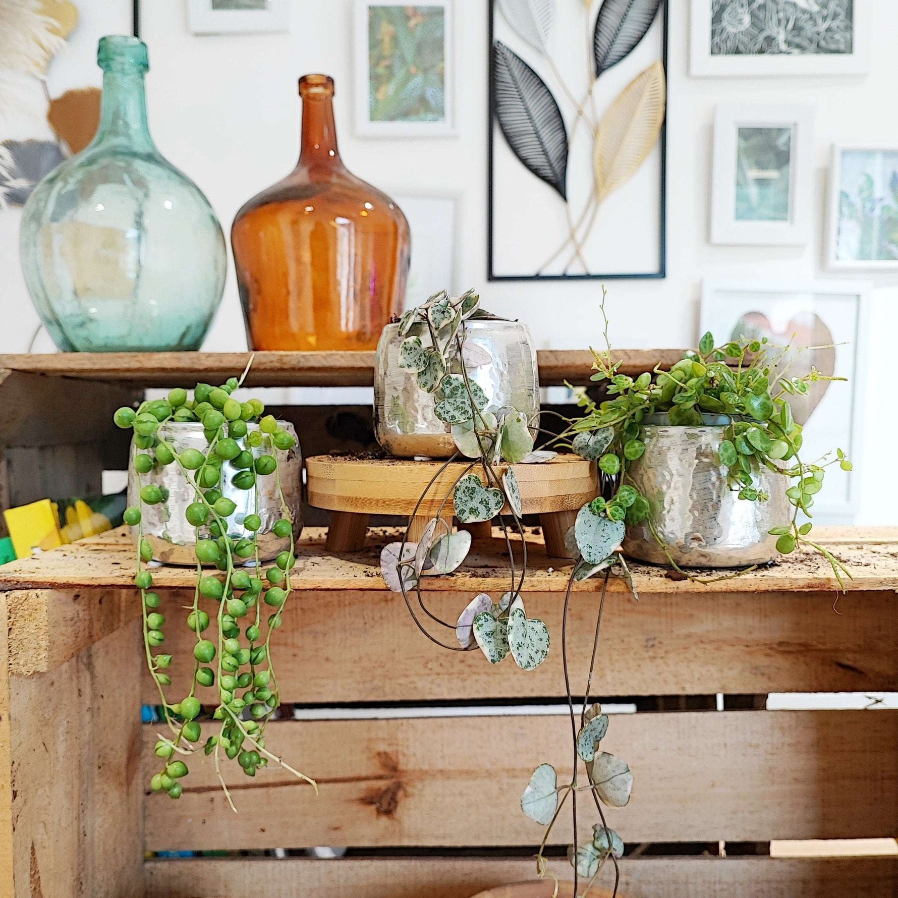 Lot de trois Strings of heart variegated, Strings of turtles et Strings of pearls monjungle