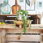 Lot de trois Strings of heart variegated, Strings of turtles et Strings of pearls monjungle