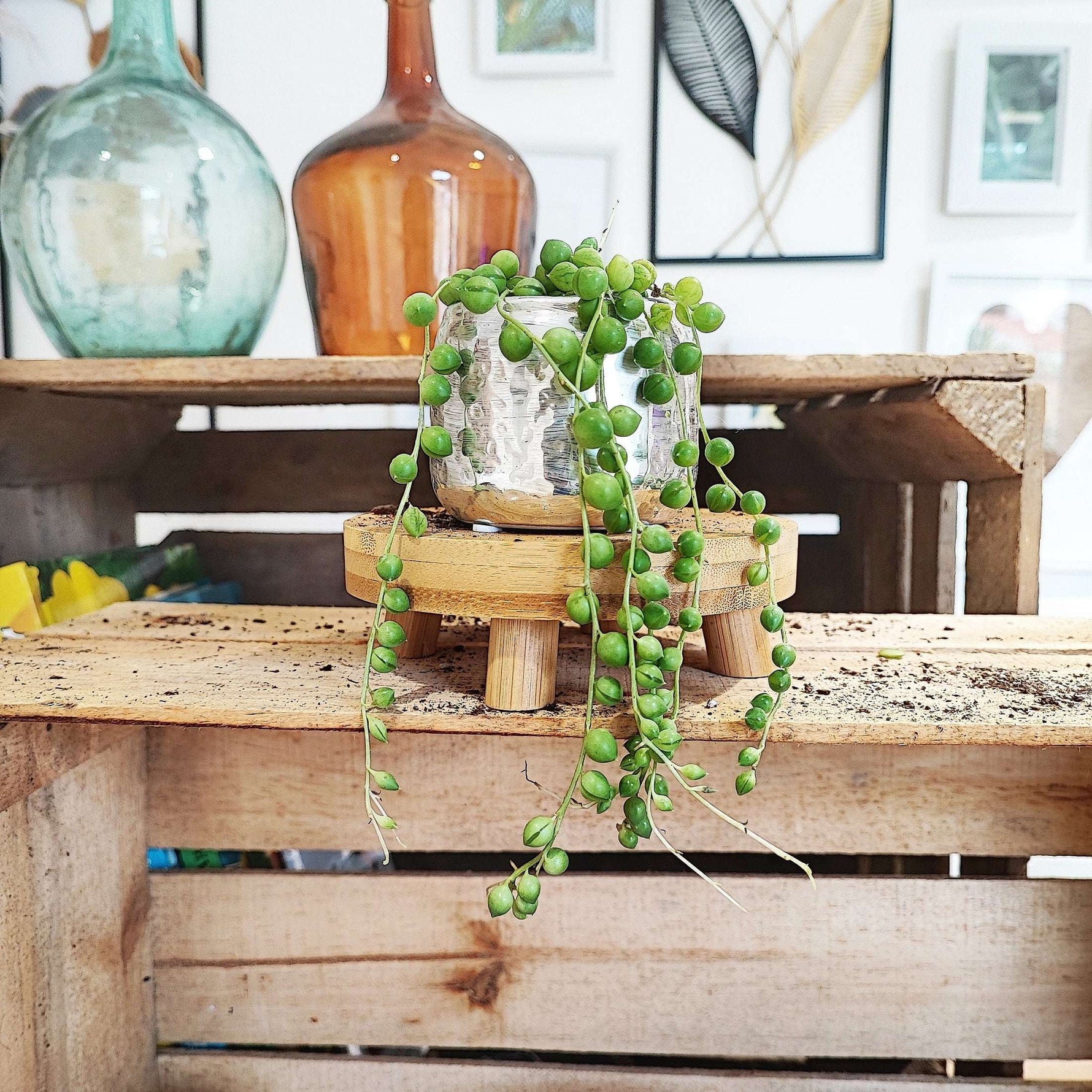 Lot de trois Strings of heart variegated, Strings of turtles et Strings of pearls monjungle