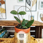 Hoya lot de trois, une bouture de hoya mathilde, hoya sigillatis et hoya krohniana splash monjungle