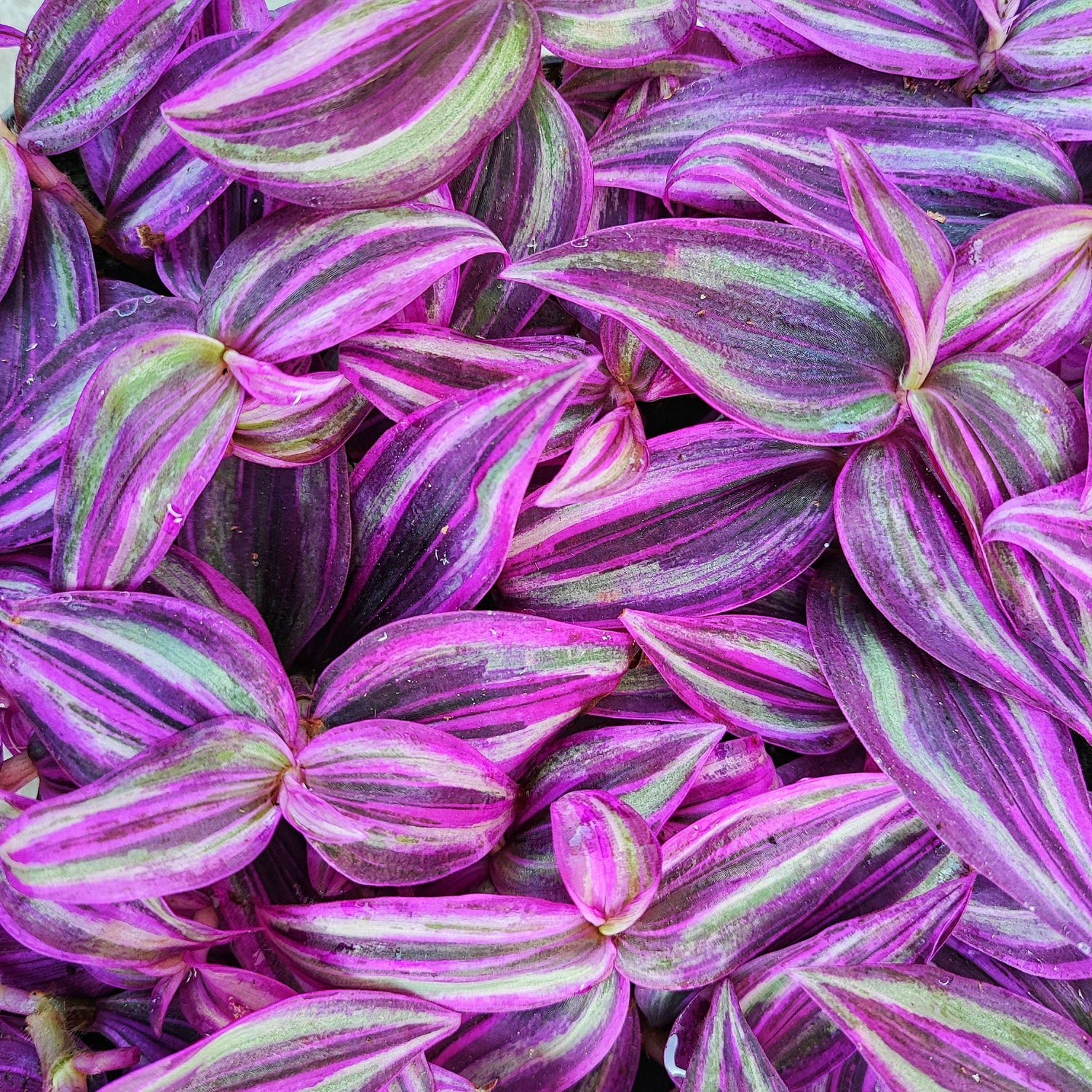 Tradescantia Pink Paradise, Magnifique plante d'intérieur très facile monjungle