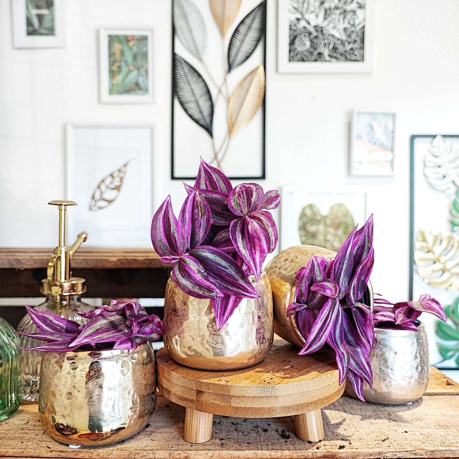 Tradescantia Pink Paradise, Magnifique plante d'intérieur très facile monjungle