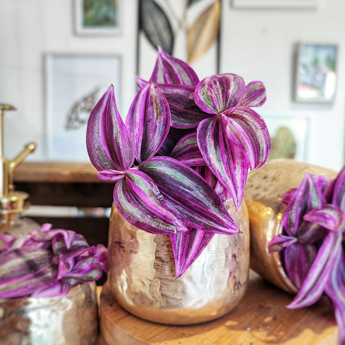 Tradescantia Pink Paradise, Magnifique plante d'intérieur très facile monjungle