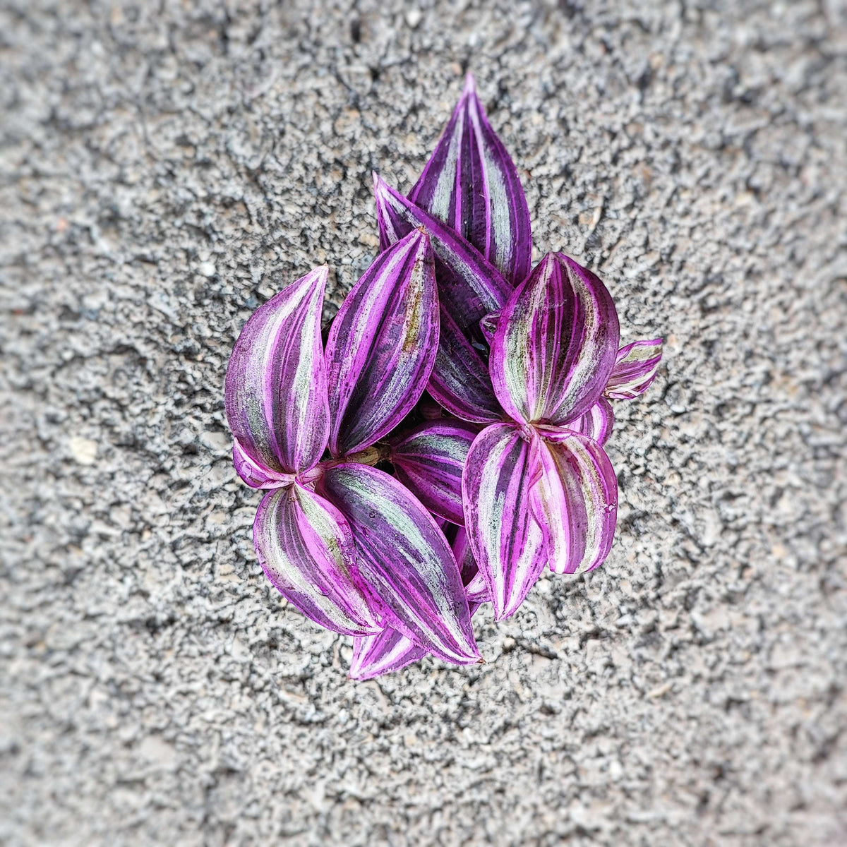 Tradescantia Pink Paradise, Magnifique plante d'intérieur très facile monjungle