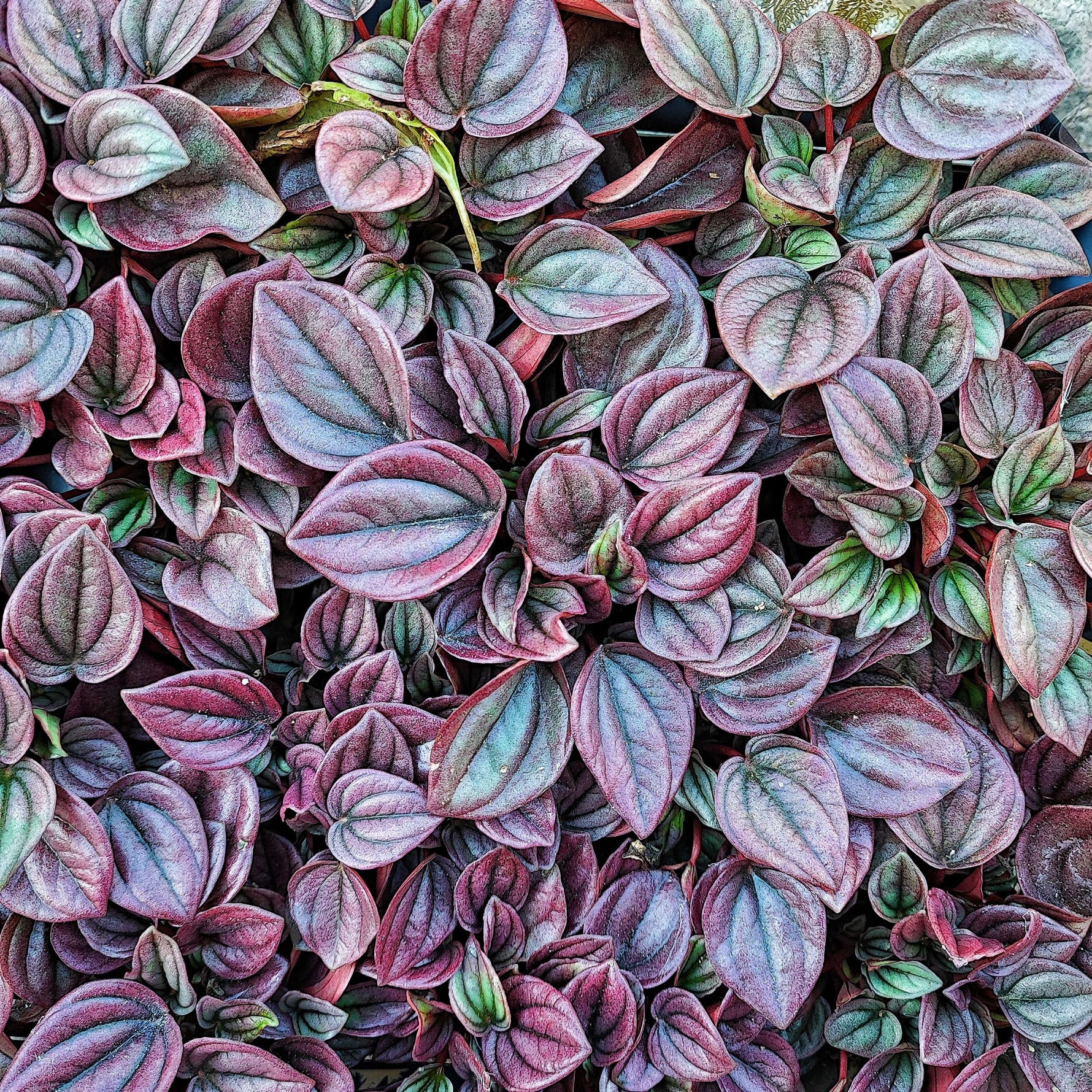Peperomia CAYENNE bordeaux feuilles monjungle