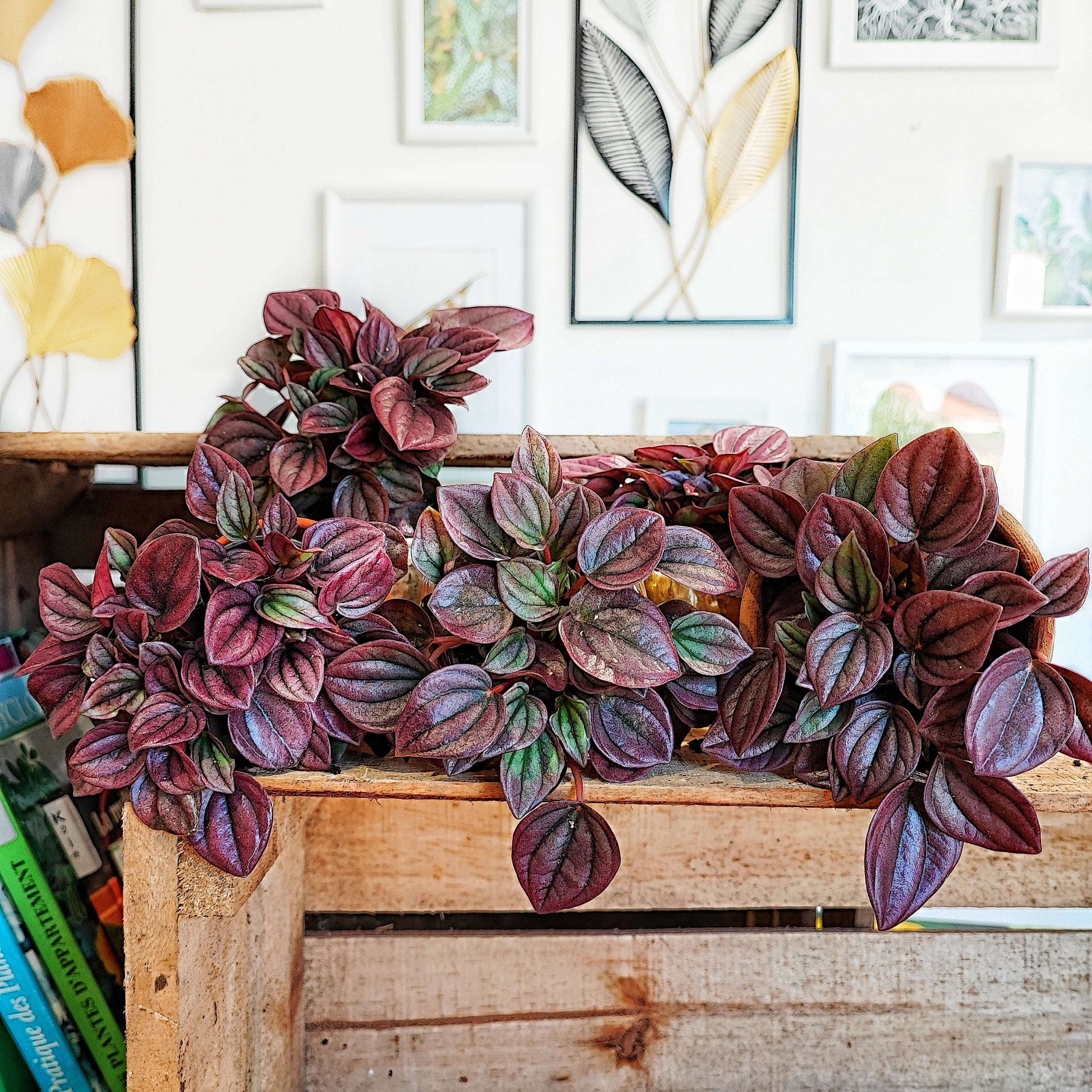 Peperomia CAYENNE bordeaux feuilles monjungle