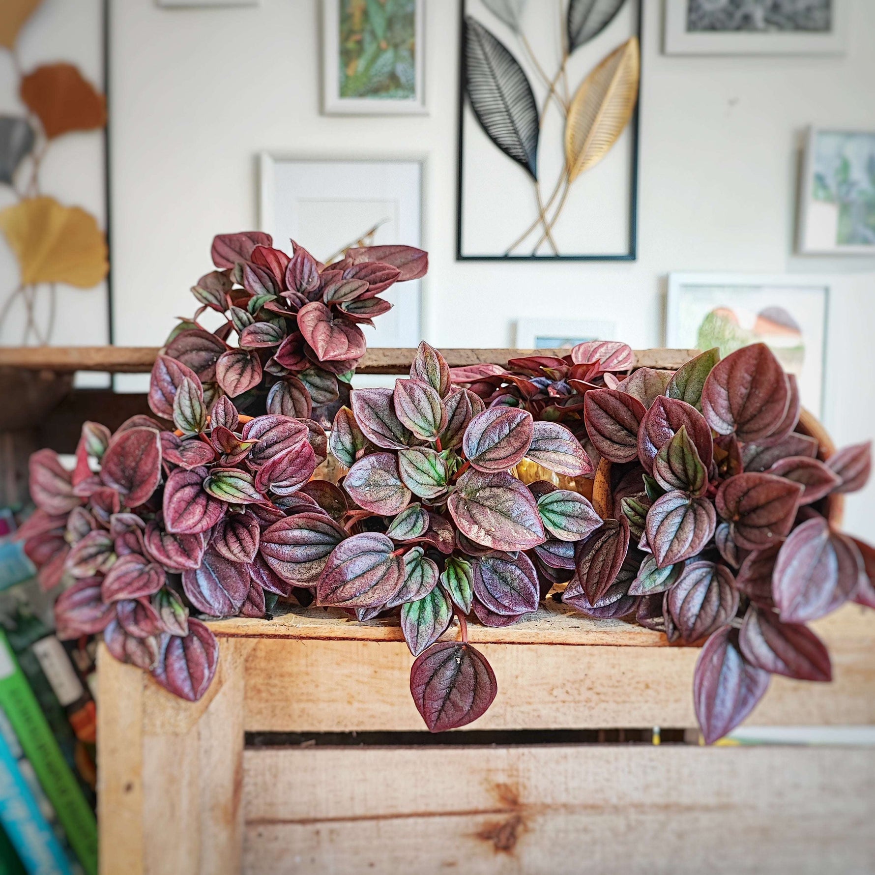 Peperomia CAYENNE bordeaux feuilles monjungle