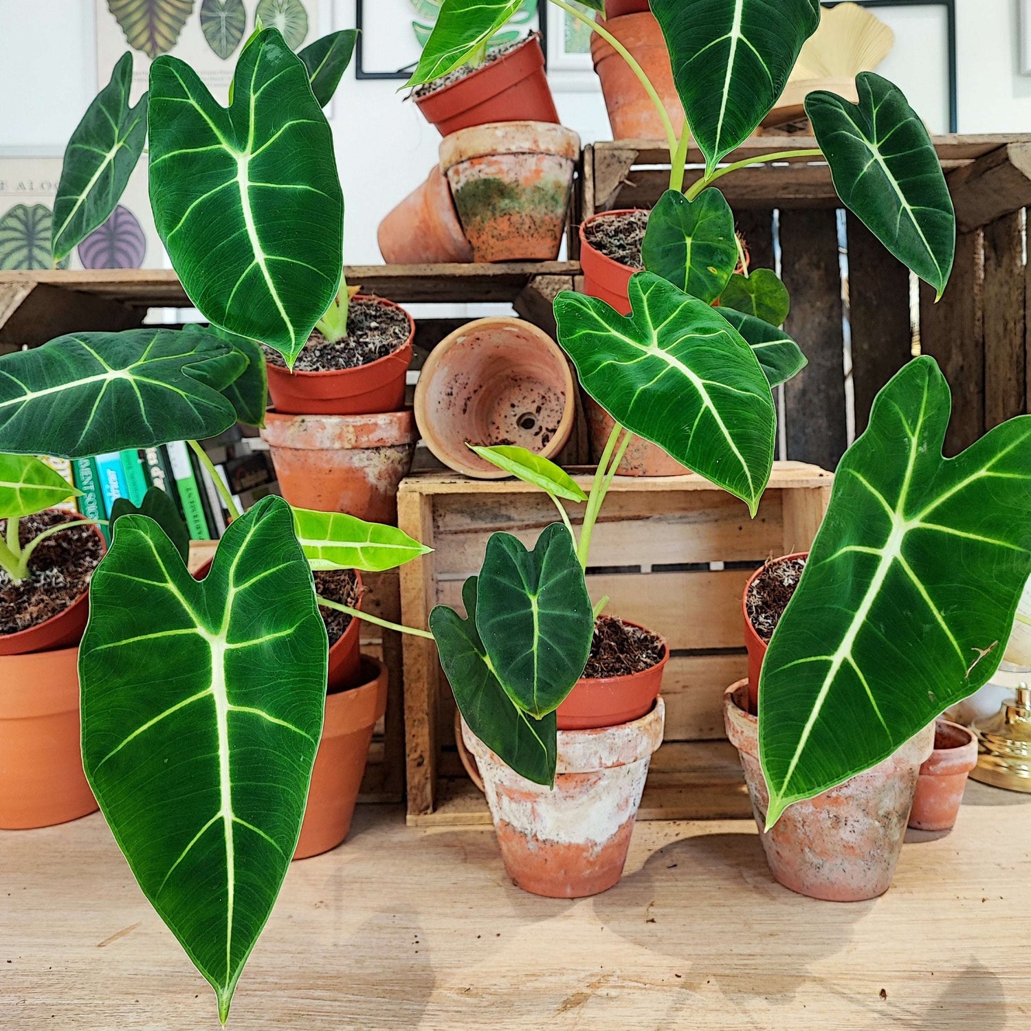 Alocasia Micholitziana "Frydek" monjungle