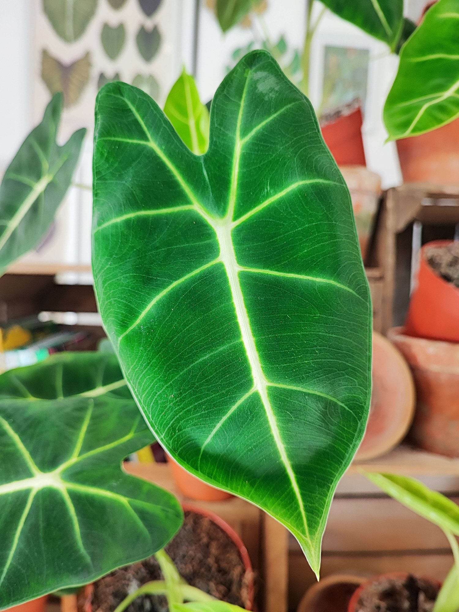 Alocasia Micholitziana "Frydek" monjungle