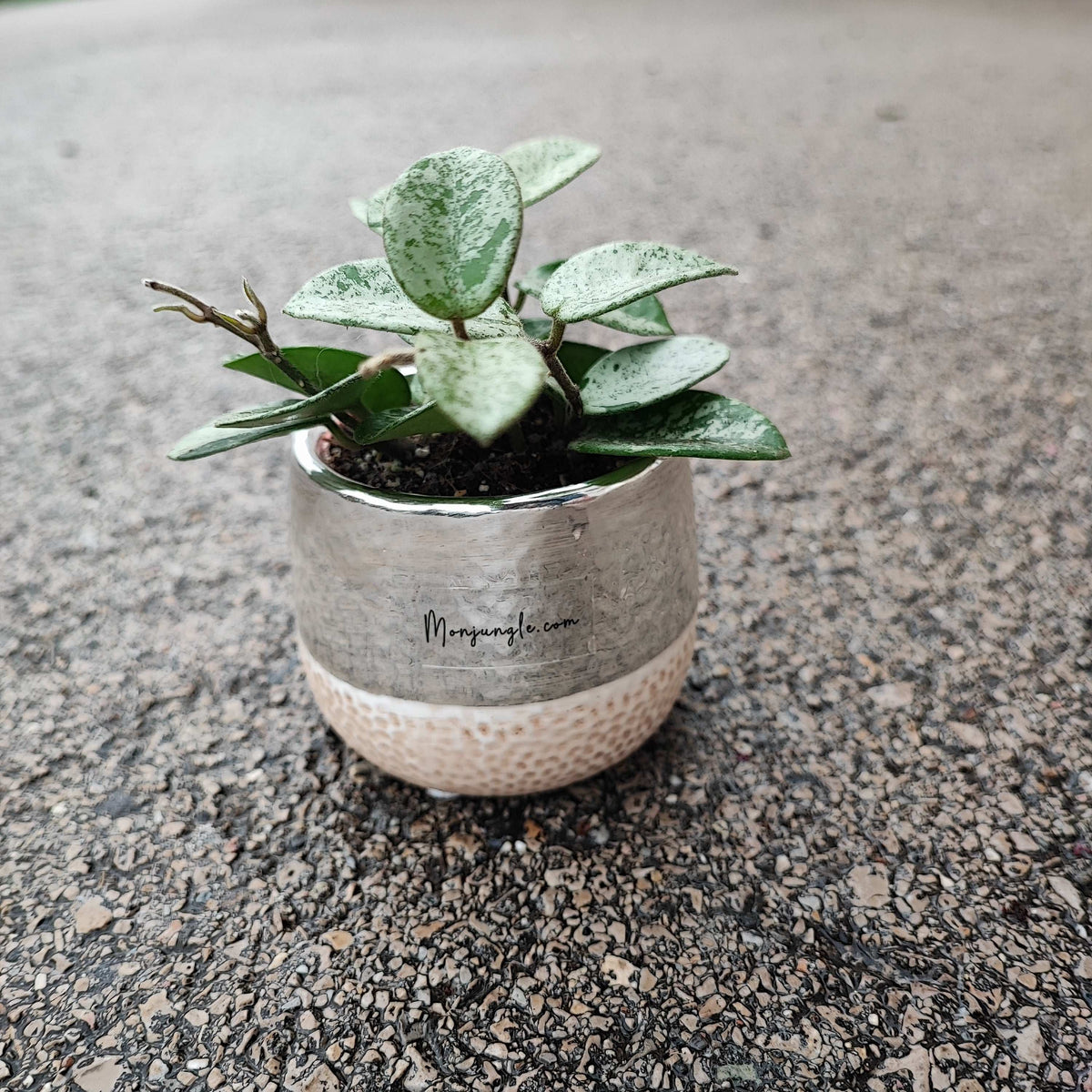 Cache pot 6cm argenté et ceramique, forme nid d'abeille monjungle