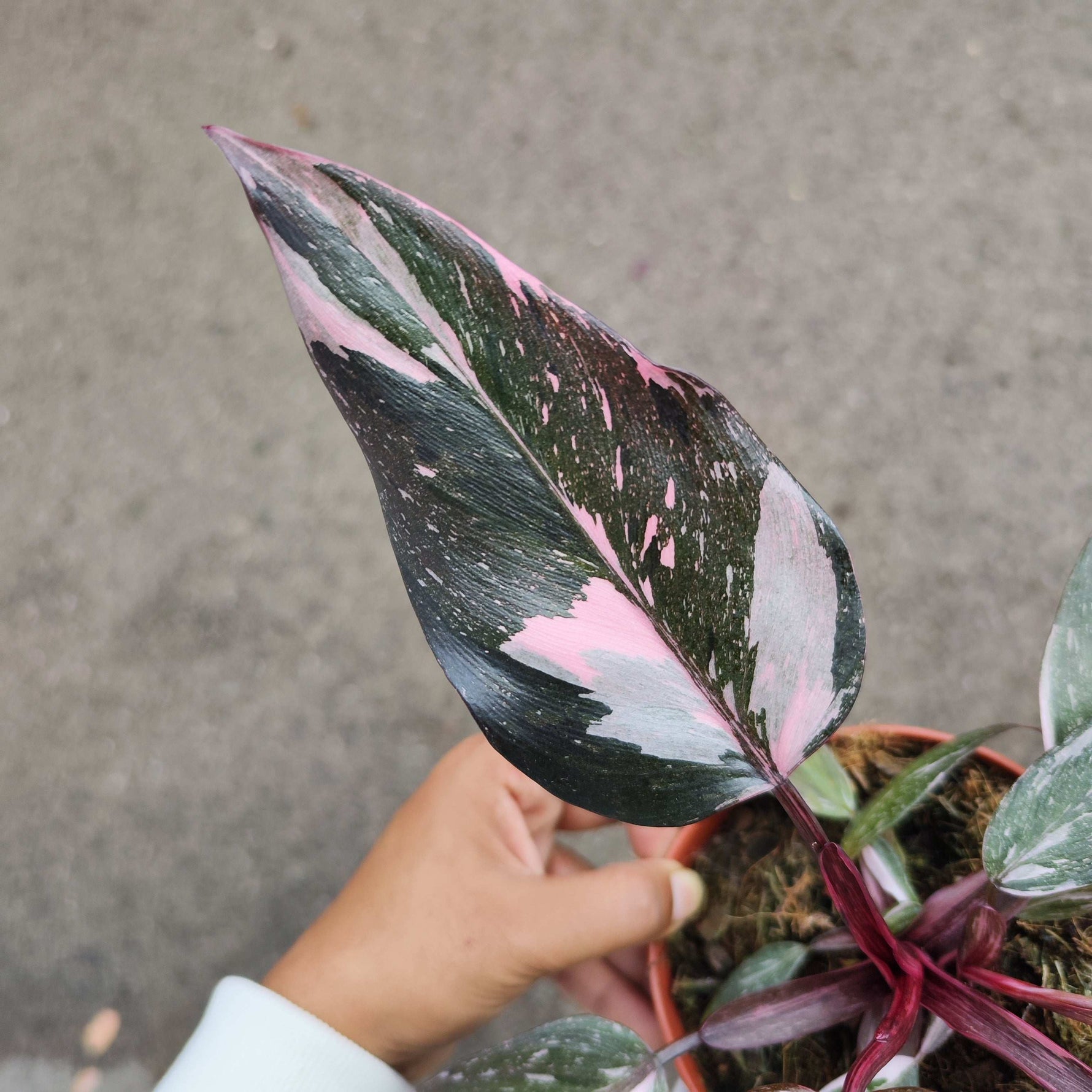 philodendron princess of fire Philodendron Fire Princess – Monjungle