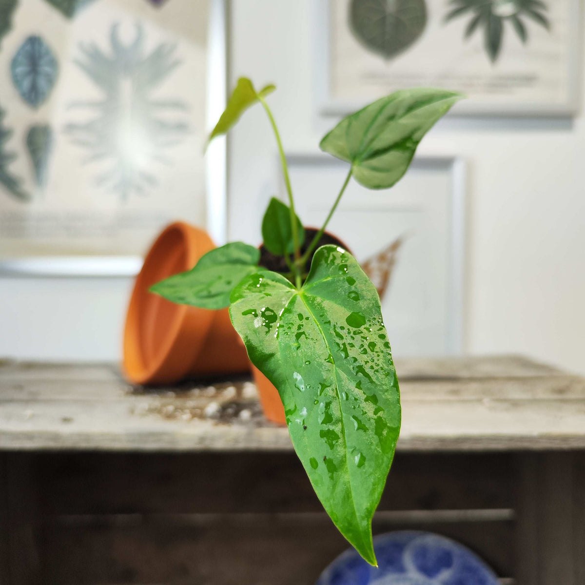 Anthurium Balaloanum monjungle