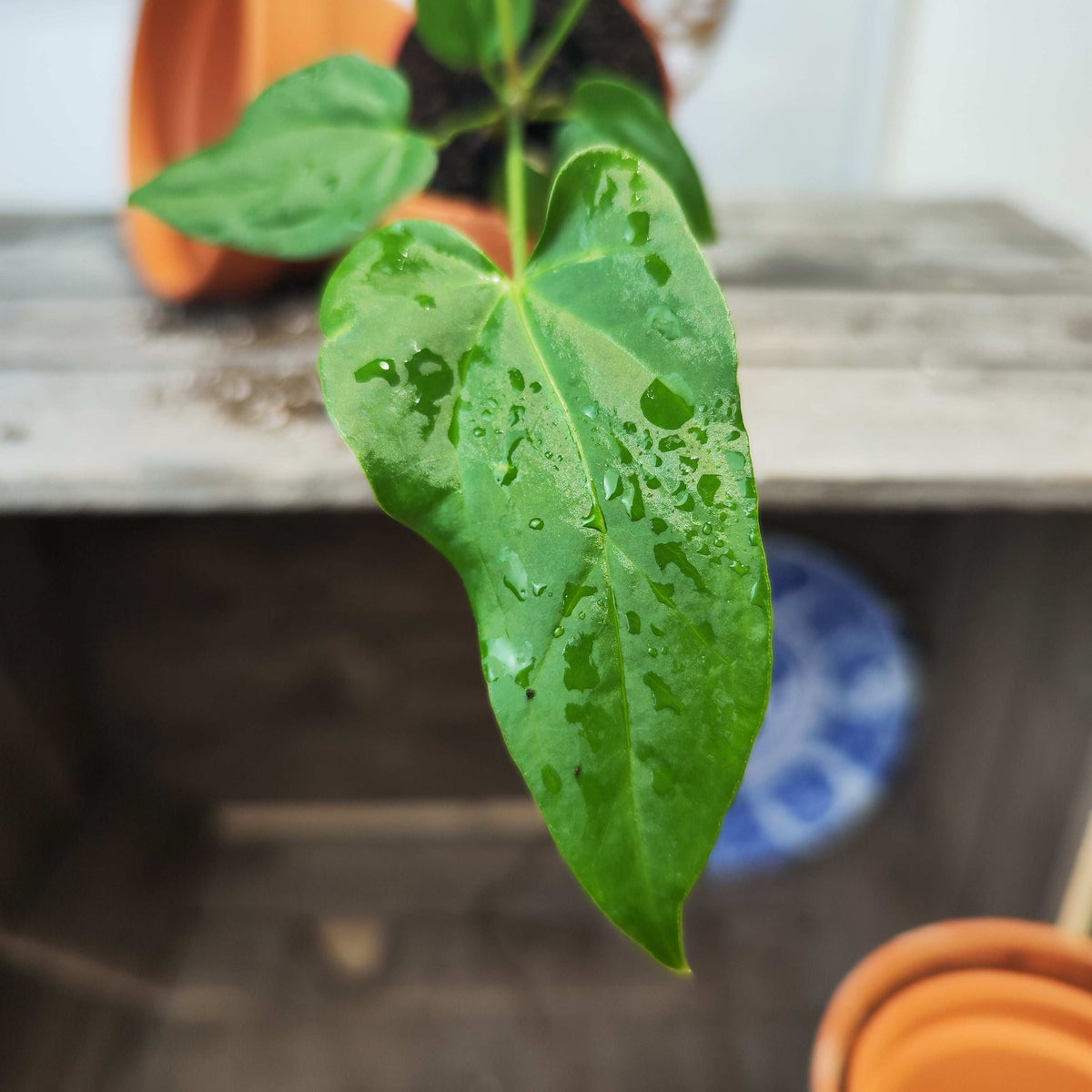 Anthurium Balaloanum monjungle