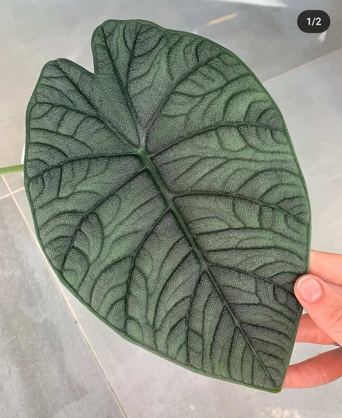 Alocasia Melo DARK monjungle