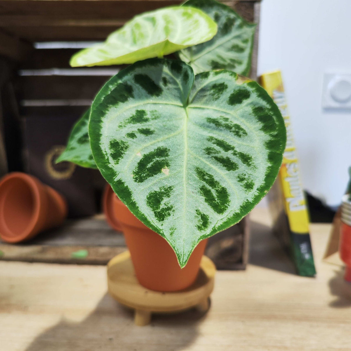 Anthurium Silver Blush Mint monjungle