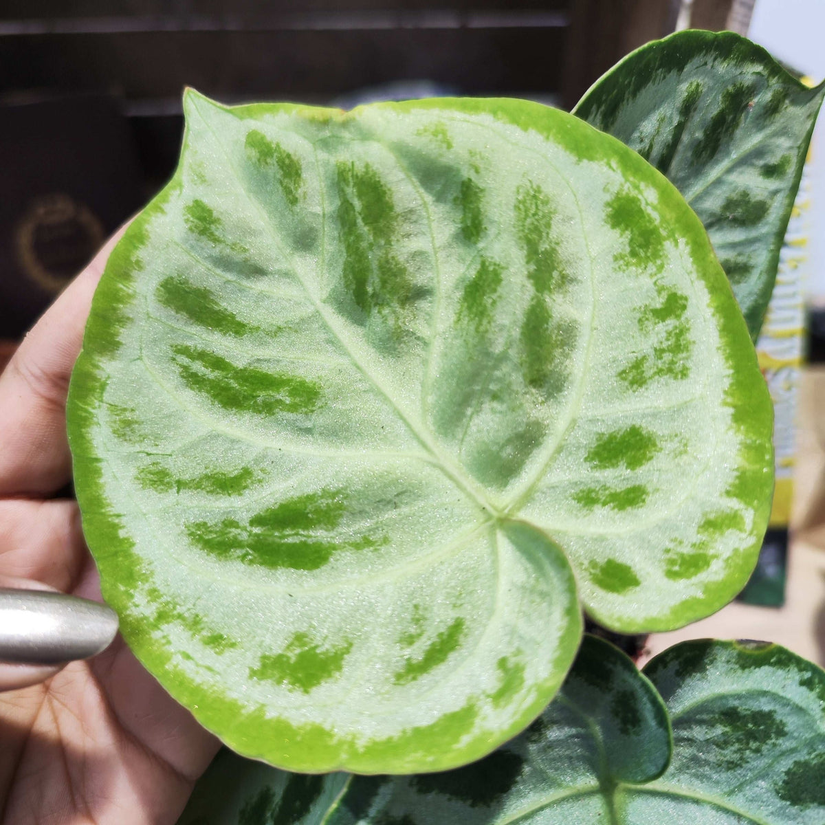 Anthurium Silver Blush Mint monjungle