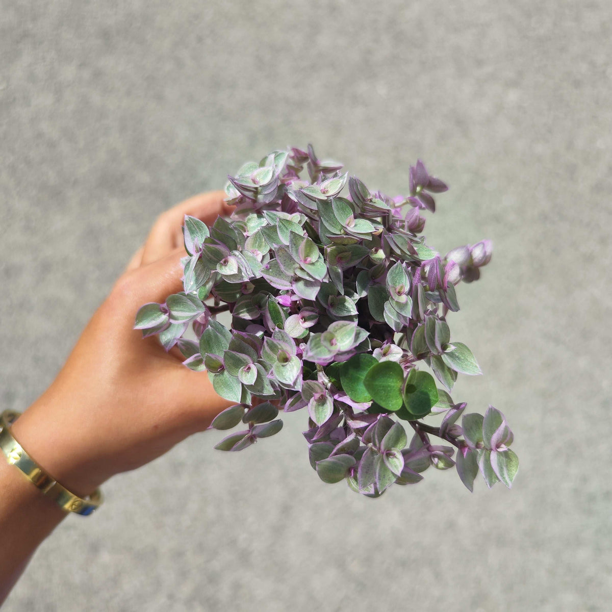 Tradescantia Pink Panther monjungle
