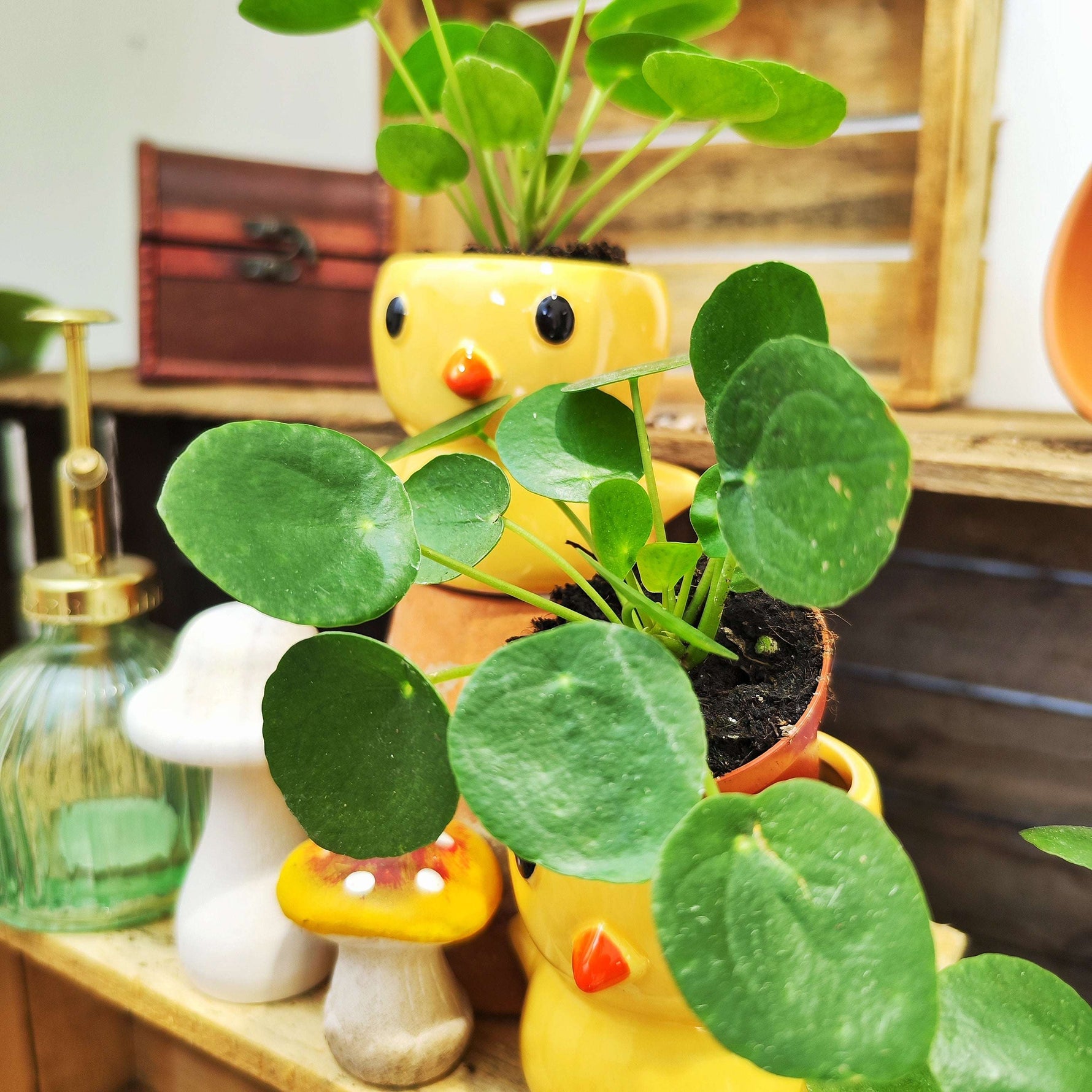 Pilea peperomioides- plante à monnie chinois - monjungle