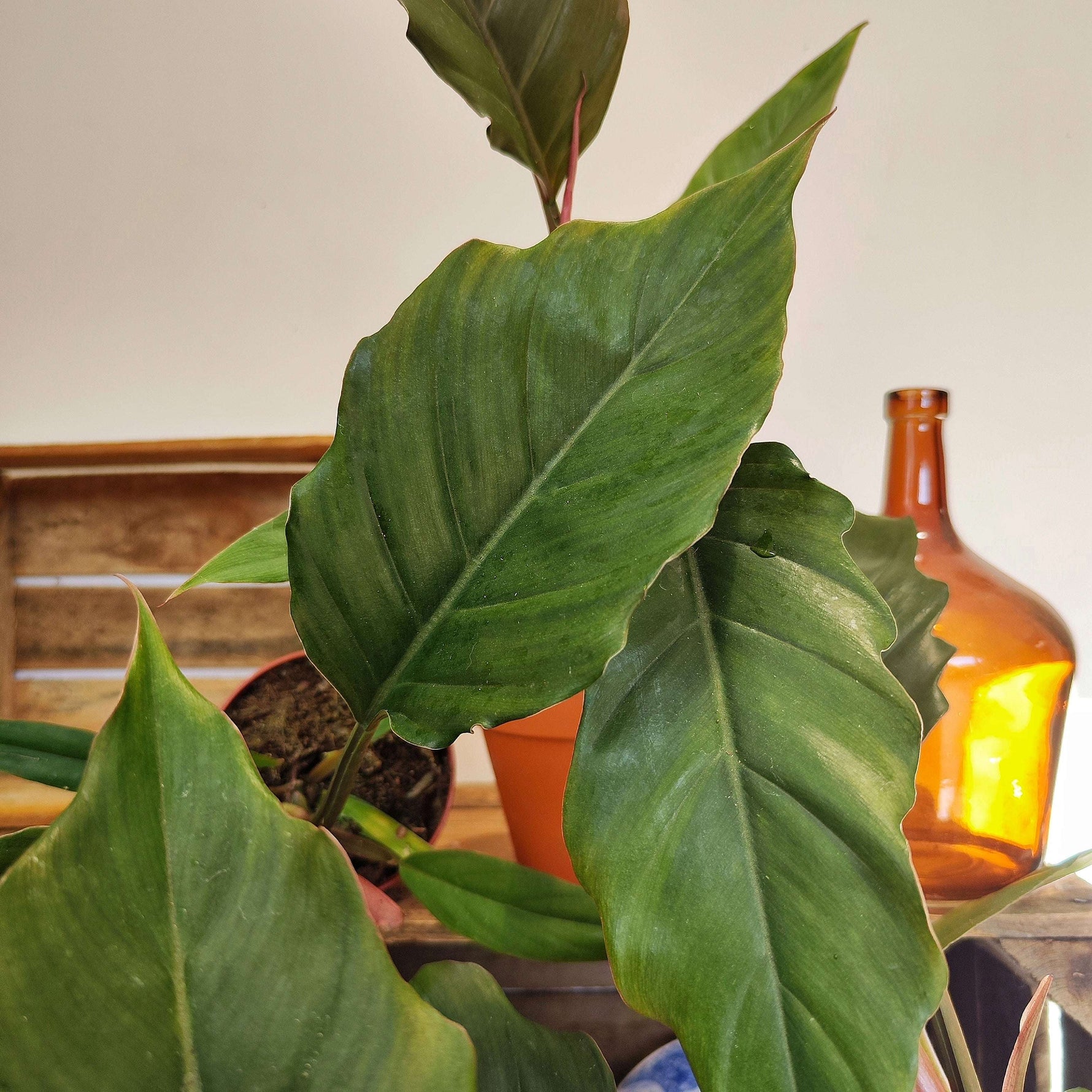 choco empress philodendron Philodendron bipinnatifidum Choco Empress – Monjungle