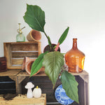 Philodendron bipinnatifidum Choco Empress