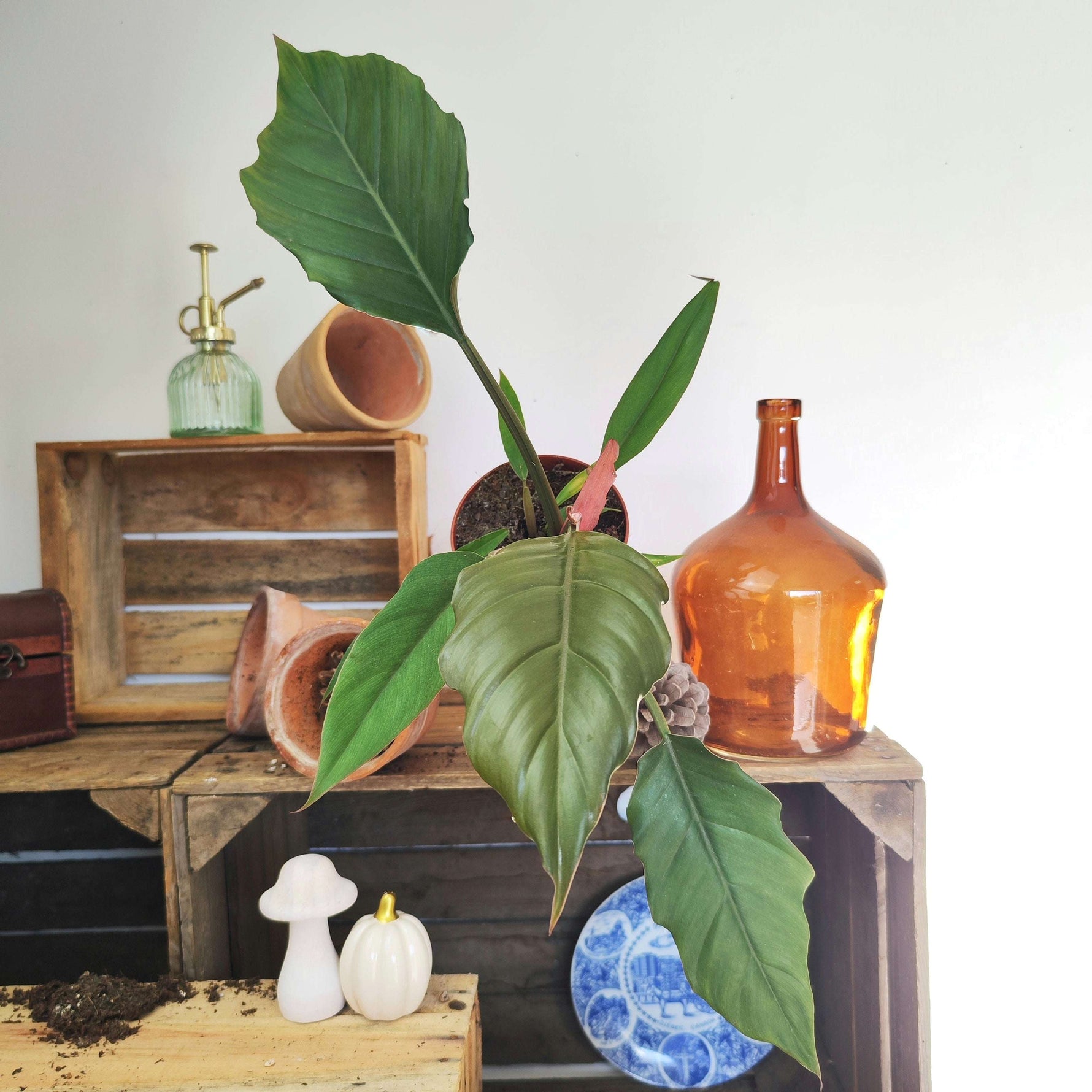 Philodendron bipinnatifidum Choco Empress