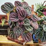 Peperomia LUCINDA