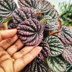 Peperomia LUCINDA