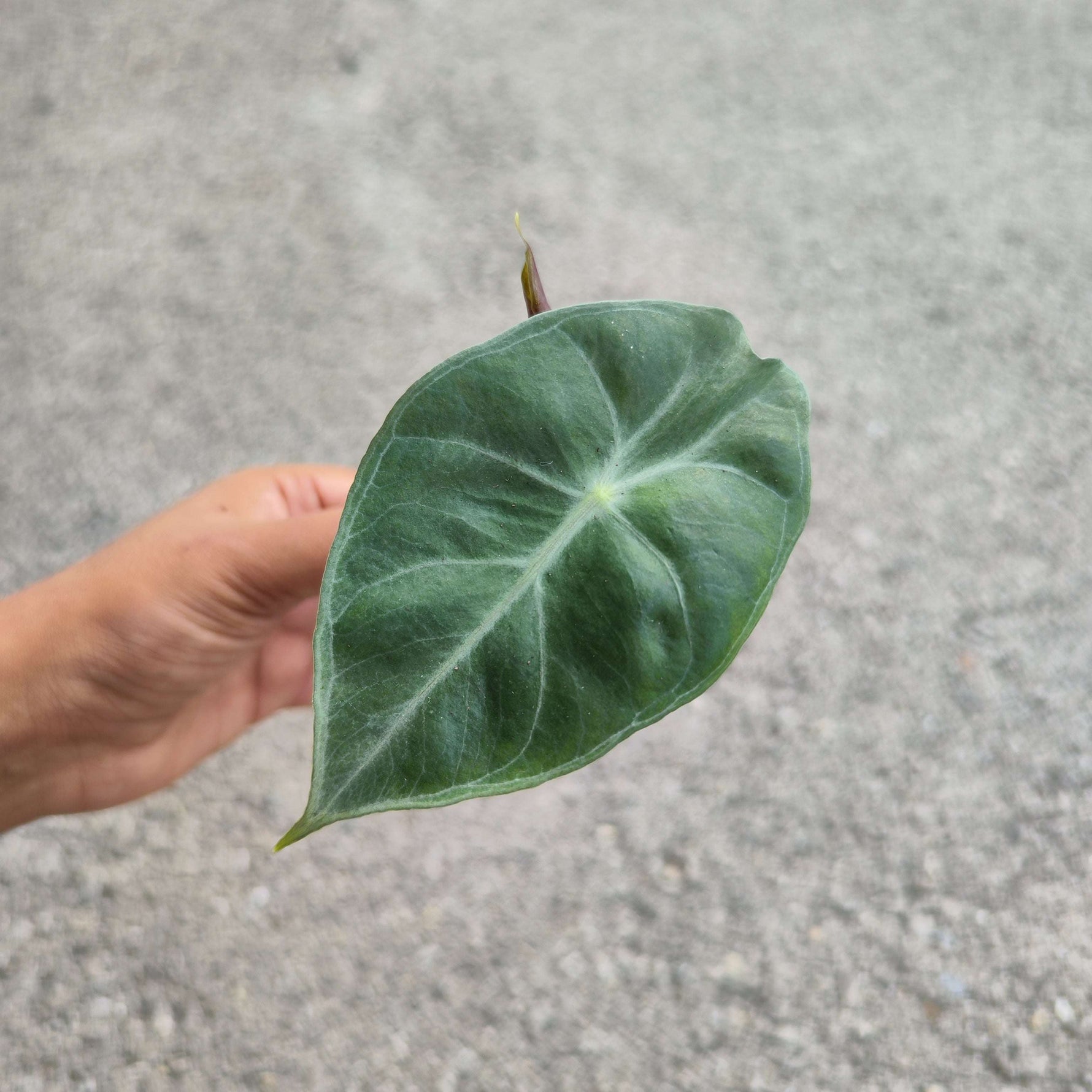 Alocasia Pink Dragon (s) - monjungle