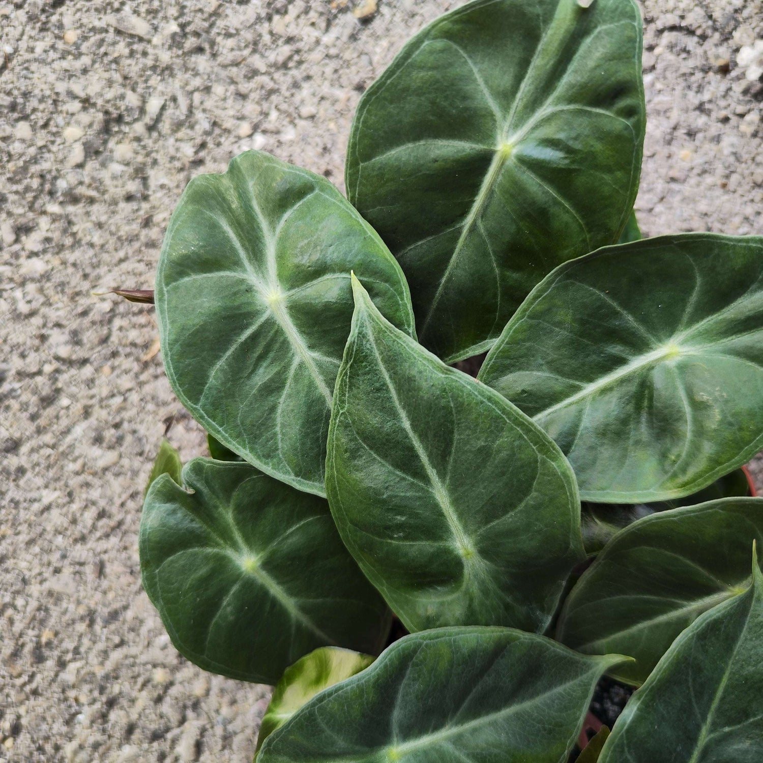 Alocasia Pink Dragon (s) - monjungle