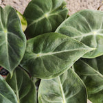 Alocasia Pink Dragon (s) - monjungle