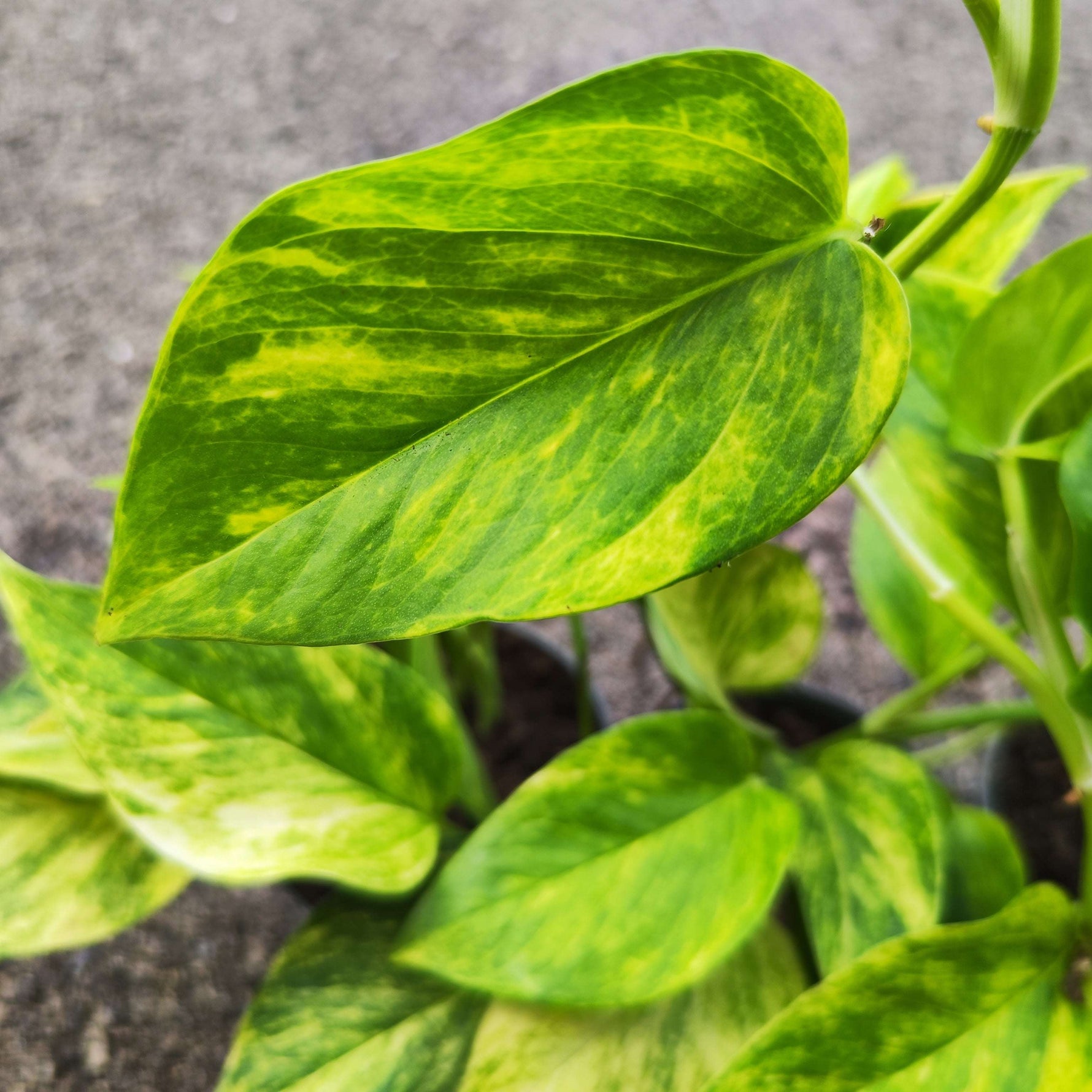 Epipremnum Neon Queen