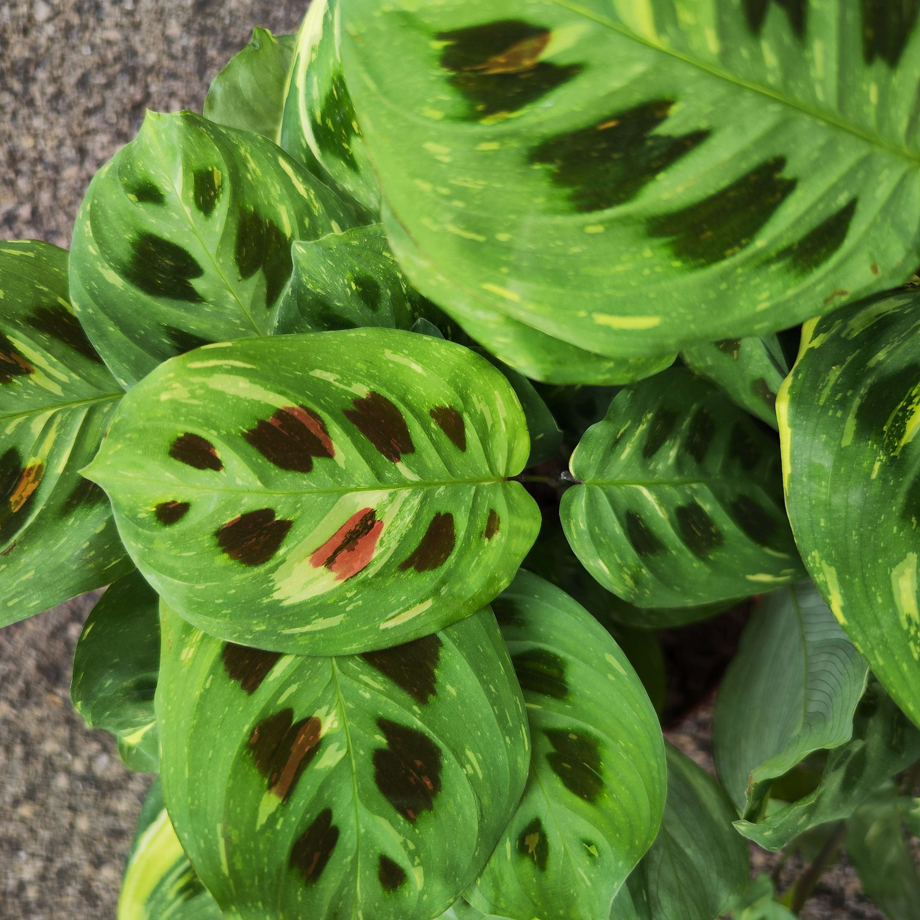 Maranta FIESTA - Plante prière aux feuilles panachées - monjungle