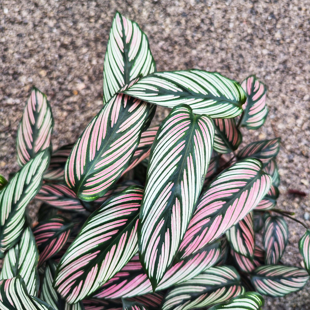 Calathea Ornata White (Nouvelle Variété)