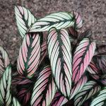 Calathea Ornata White (Nouvelle Variété)