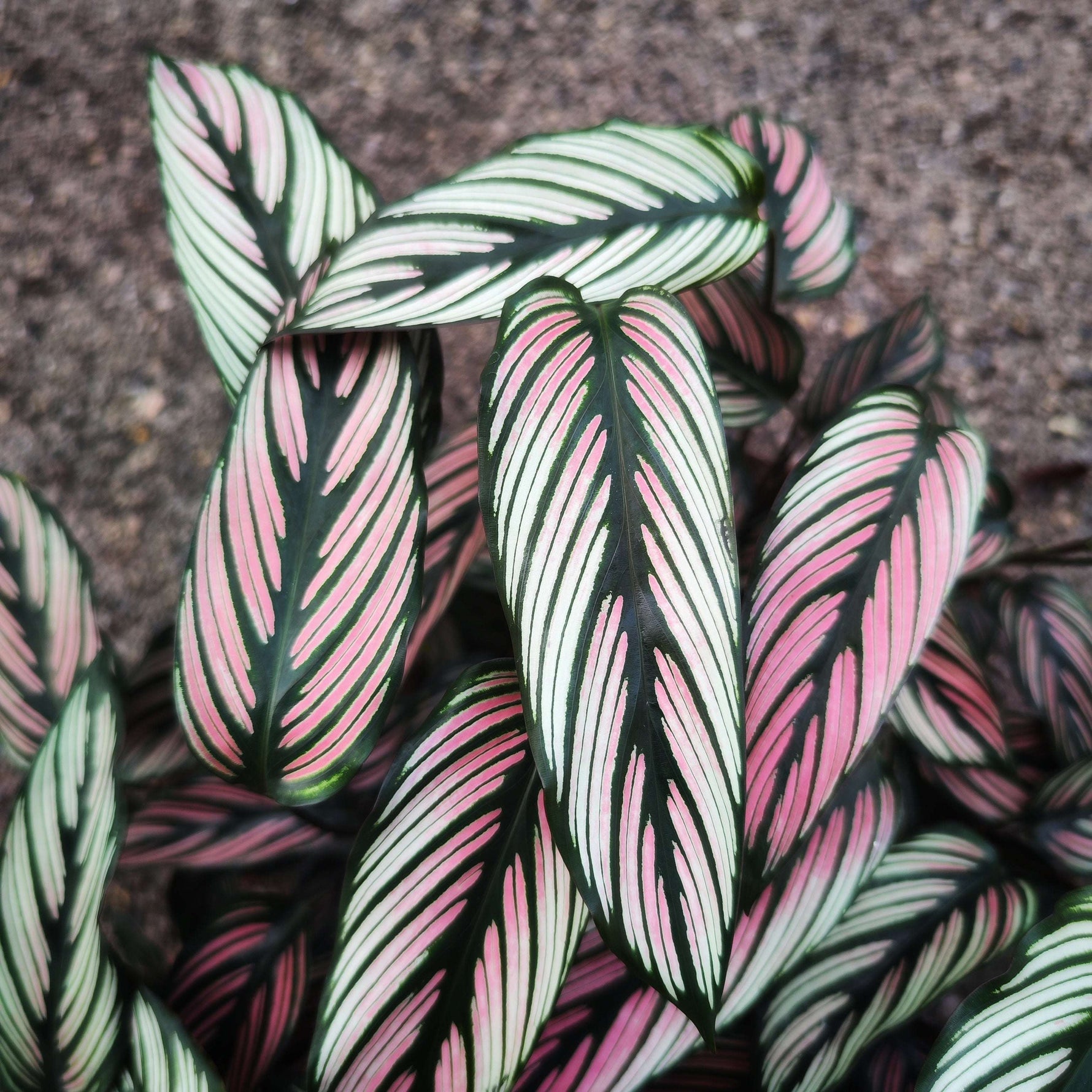Calathea Ornata White (Nouvelle Variété)