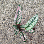 Calathea Ornata White (Nouvelle Variété)
