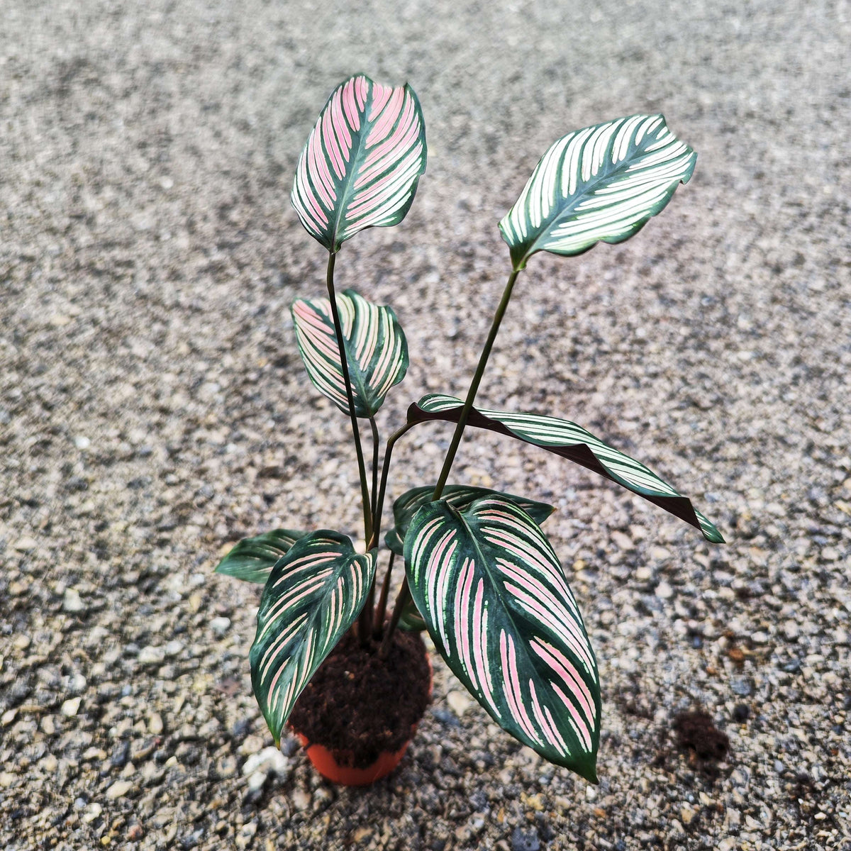 Calathea Ornata White (Nouvelle Variété)