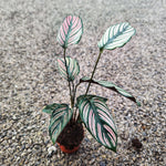 Calathea Ornata White (Nouvelle Variété)