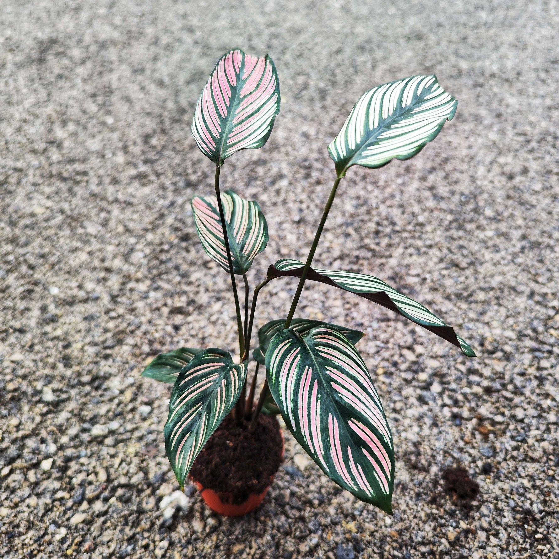 Calathea Ornata White (Nouvelle Variété)