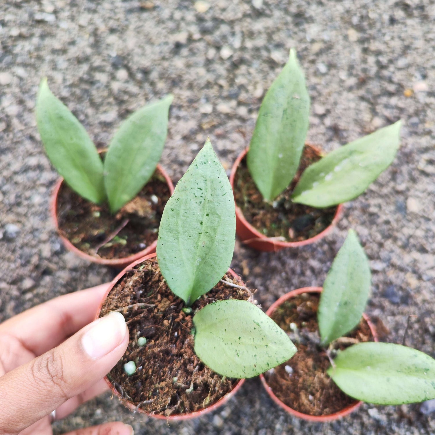 Hoya New Guinea Ghost