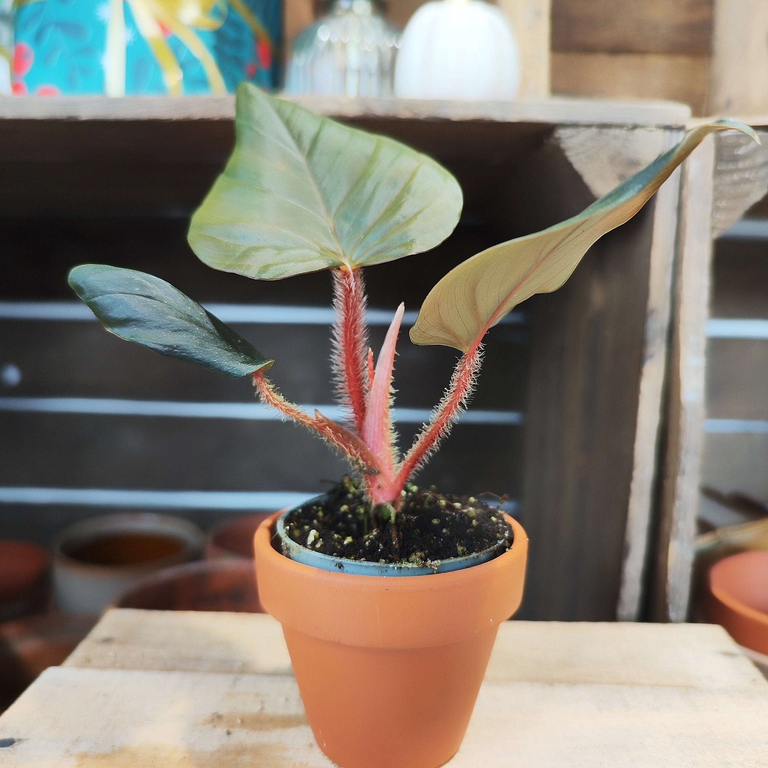 Philodendron Squamiferum x Serpens - monjungle