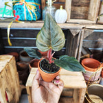 Philodendron Squamiferum x Serpens - monjungle