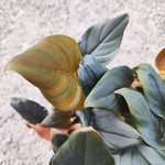 Philodendron Squamiferum x Serpens - monjungle